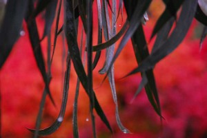 John captures the autumn colour of the Gallery grounds in his photography