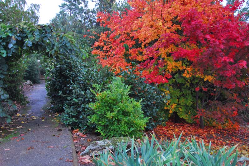 Gallery path in autumn