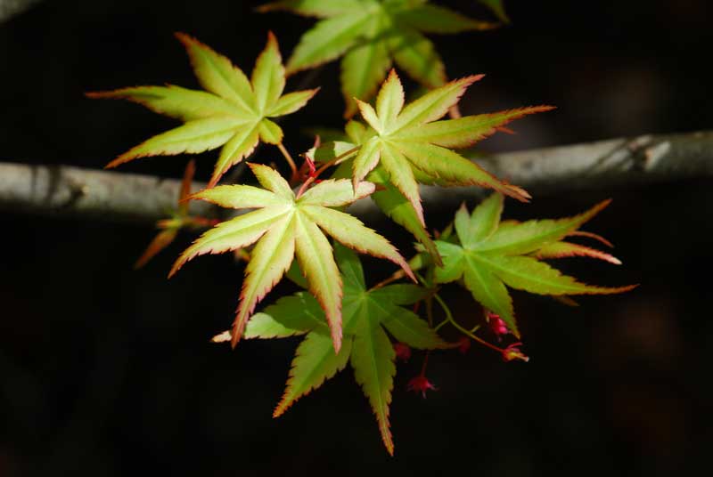 Weeping maples